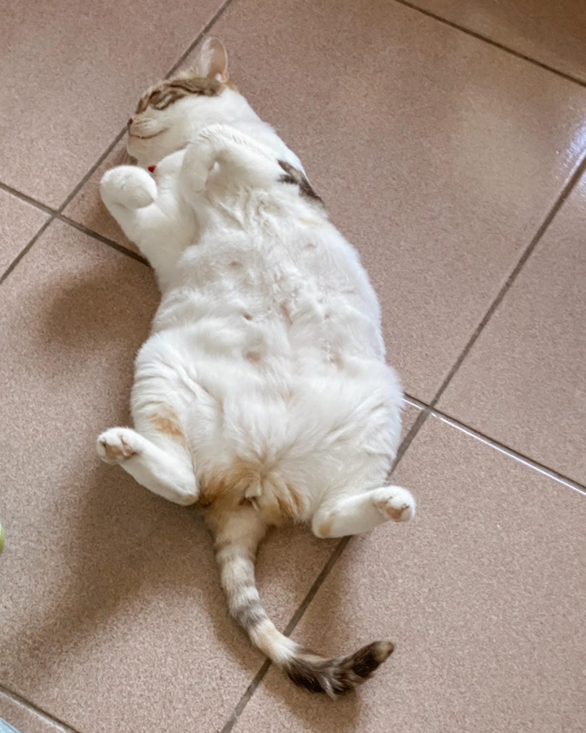 寵物居家環境清潔推薦 光能淨瞬間去味噴劑 +環淨去汙除臭噴劑+貓砂味立淨+地板清潔劑6.jpg