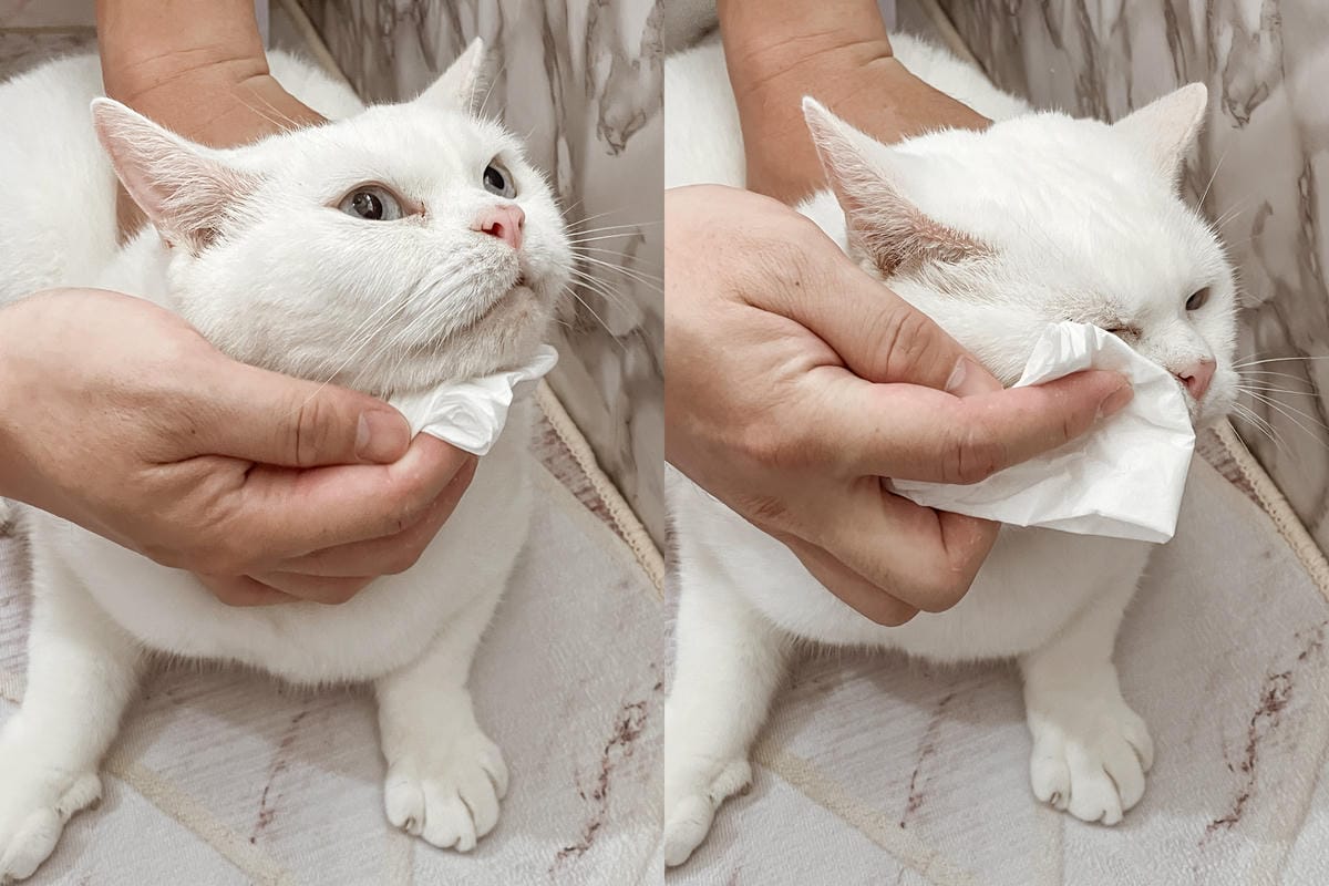 寵物居家環境清潔推薦 光能淨瞬間去味噴劑 +環淨去汙除臭噴劑+貓砂味立淨+地板清潔劑36.jpg