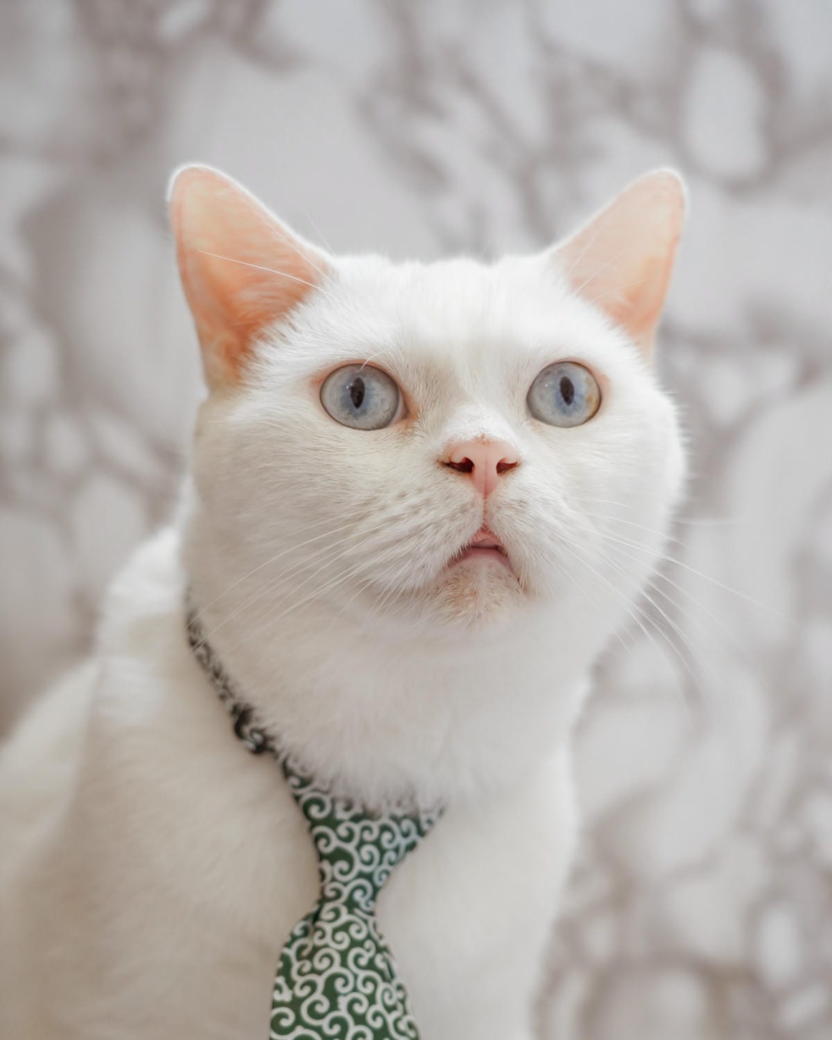 寵物居家環境清潔推薦 光能淨瞬間去味噴劑 +環淨去汙除臭噴劑+貓砂味立淨+地板清潔劑37.jpg