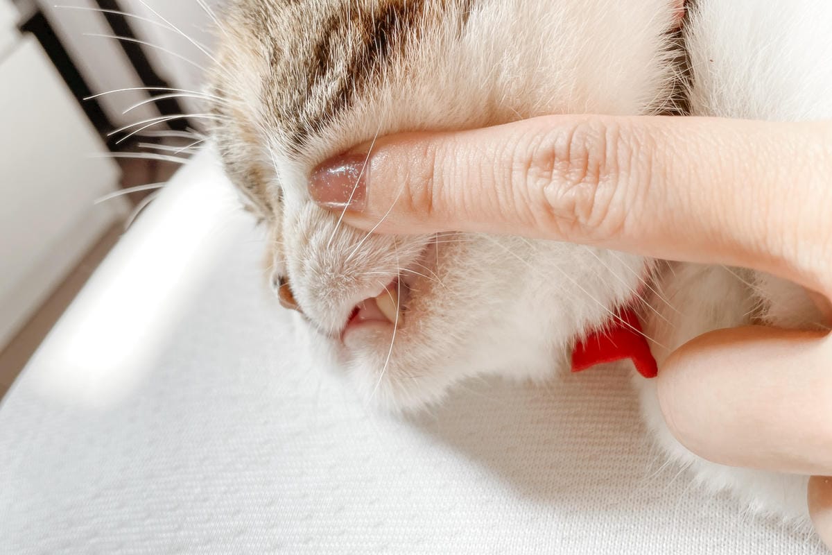 IN-Plus好好益菌潔牙噴噴 貓咪的口腔益生菌 給貓咪好口氣！寵物口腔保健牙齒保健也要做好９.JPG