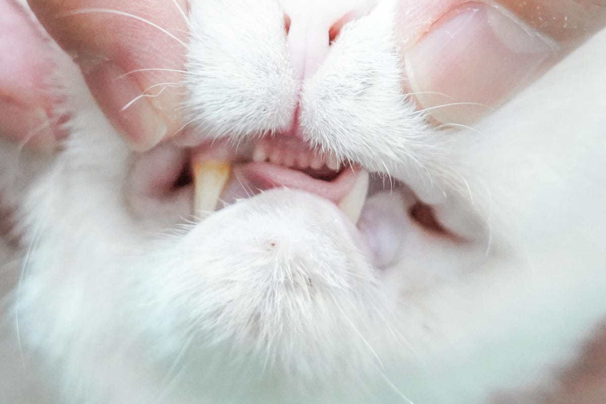 IN-Plus好好益菌潔牙噴噴 貓咪的口腔益生菌 給貓咪好口氣！寵物口腔保健牙齒保健也要做好１０.JPG