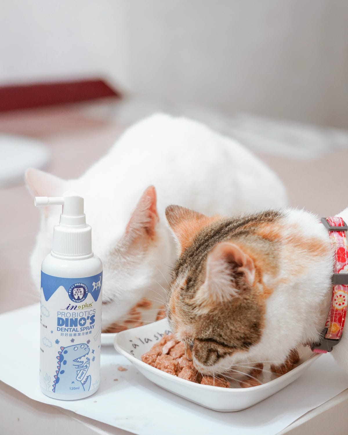 IN-Plus好好益菌潔牙噴噴 貓咪的口腔益生菌 給貓咪好口氣！寵物口腔保健牙齒保健也要做好１９.JPG