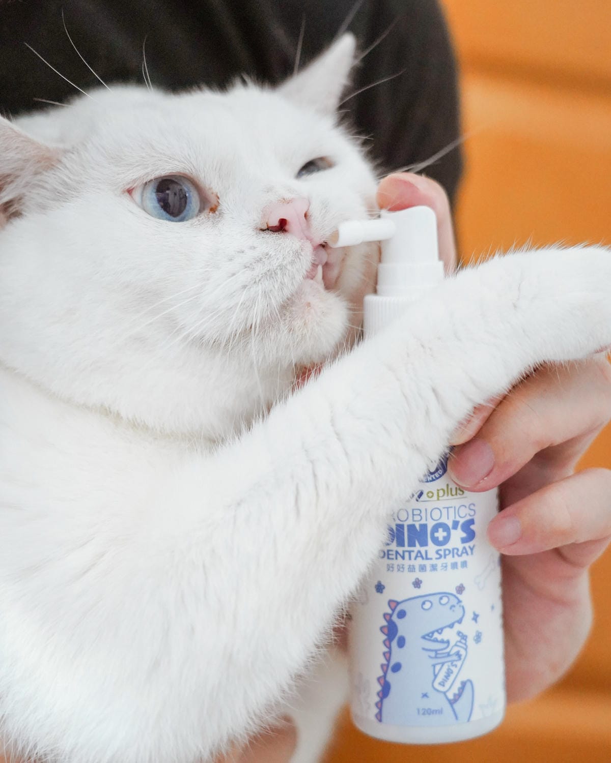 IN-Plus好好益菌潔牙噴噴 貓咪的口腔益生菌 給貓咪好口氣！寵物口腔保健牙齒保健也要做好１３.JPG
