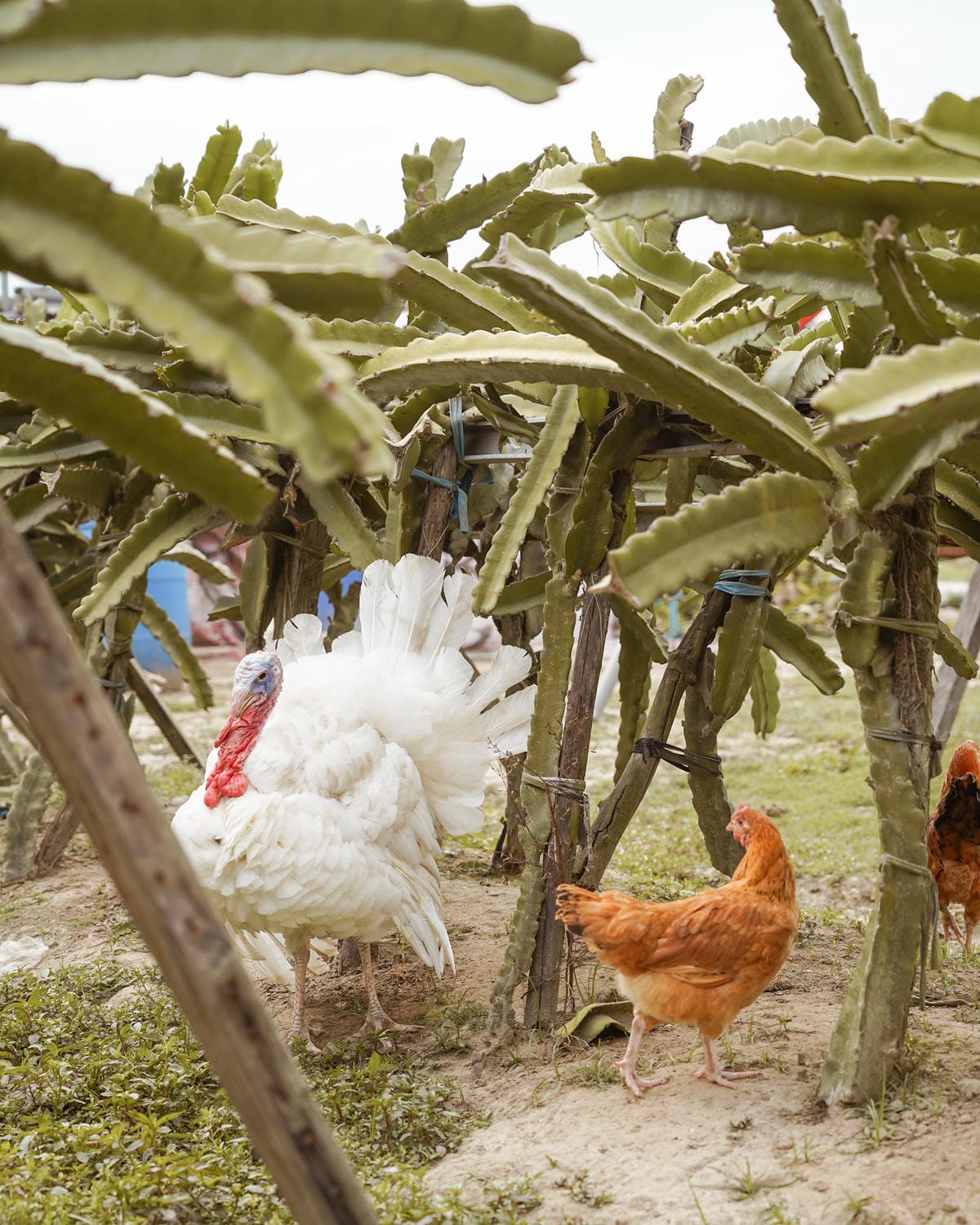 親子住宿推薦 南科贊美酒店 一泊二食烘窯釣魚好好玩 親子旅宿南部住宿推薦 近頑皮世界動物園72.jpg 親子住宿推薦 南科贊美酒店 一泊二食烘窯釣魚好好玩 親子旅宿南部住宿推薦 近頑皮世界動物園72.jpg