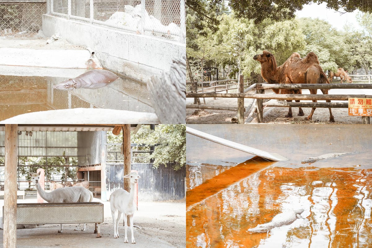 親子住宿推薦 南科贊美酒店 一泊二食烘窯釣魚好好玩 親子旅宿南部住宿推薦 近頑皮世界動物園109.jpg 親子住宿推薦 南科贊美酒店 一泊二食烘窯釣魚好好玩 親子旅宿南部住宿推薦 近頑皮世界動物園109.jpg