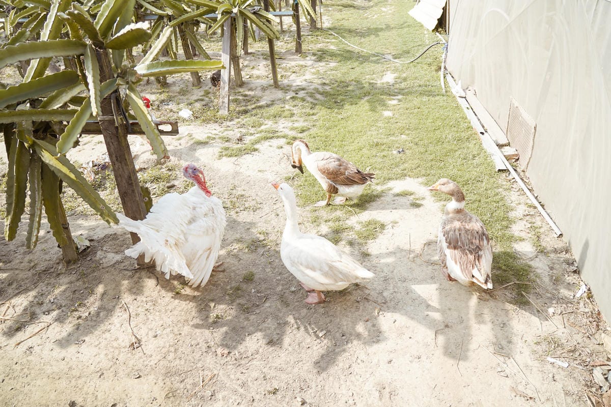 親子住宿推薦 南科贊美酒店 一泊二食烘窯釣魚好好玩 親子旅宿南部住宿推薦 近頑皮世界動物園70.jpg 親子住宿推薦 南科贊美酒店 一泊二食烘窯釣魚好好玩 親子旅宿南部住宿推薦 近頑皮世界動物園70.jpg