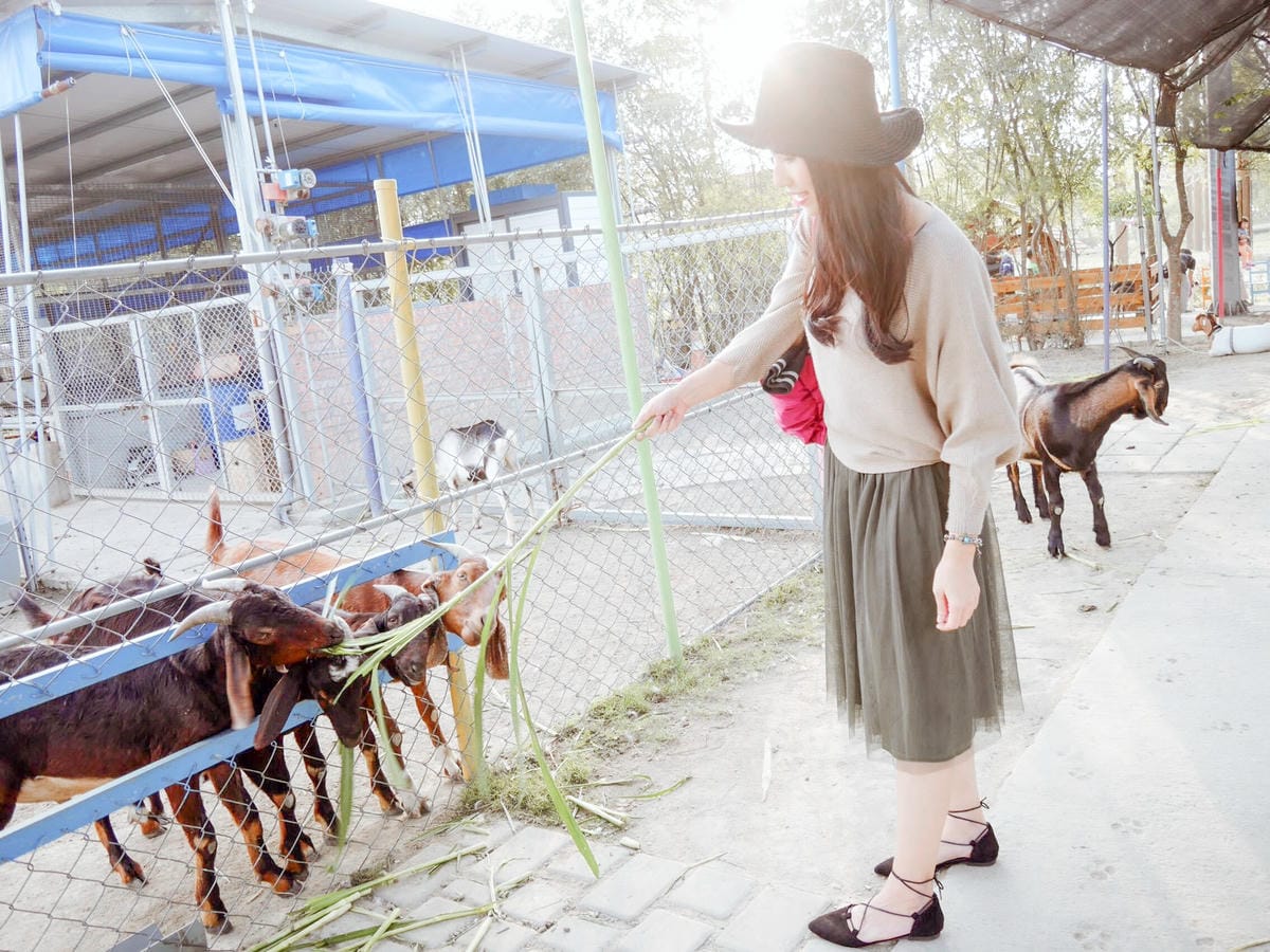 親子住宿推薦 南科贊美酒店 一泊二食烘窯釣魚好好玩 親子旅宿南部住宿推薦 近頑皮世界動物園113.jpg 親子住宿推薦 南科贊美酒店 一泊二食烘窯釣魚好好玩 親子旅宿南部住宿推薦 近頑皮世界動物園113.jpg