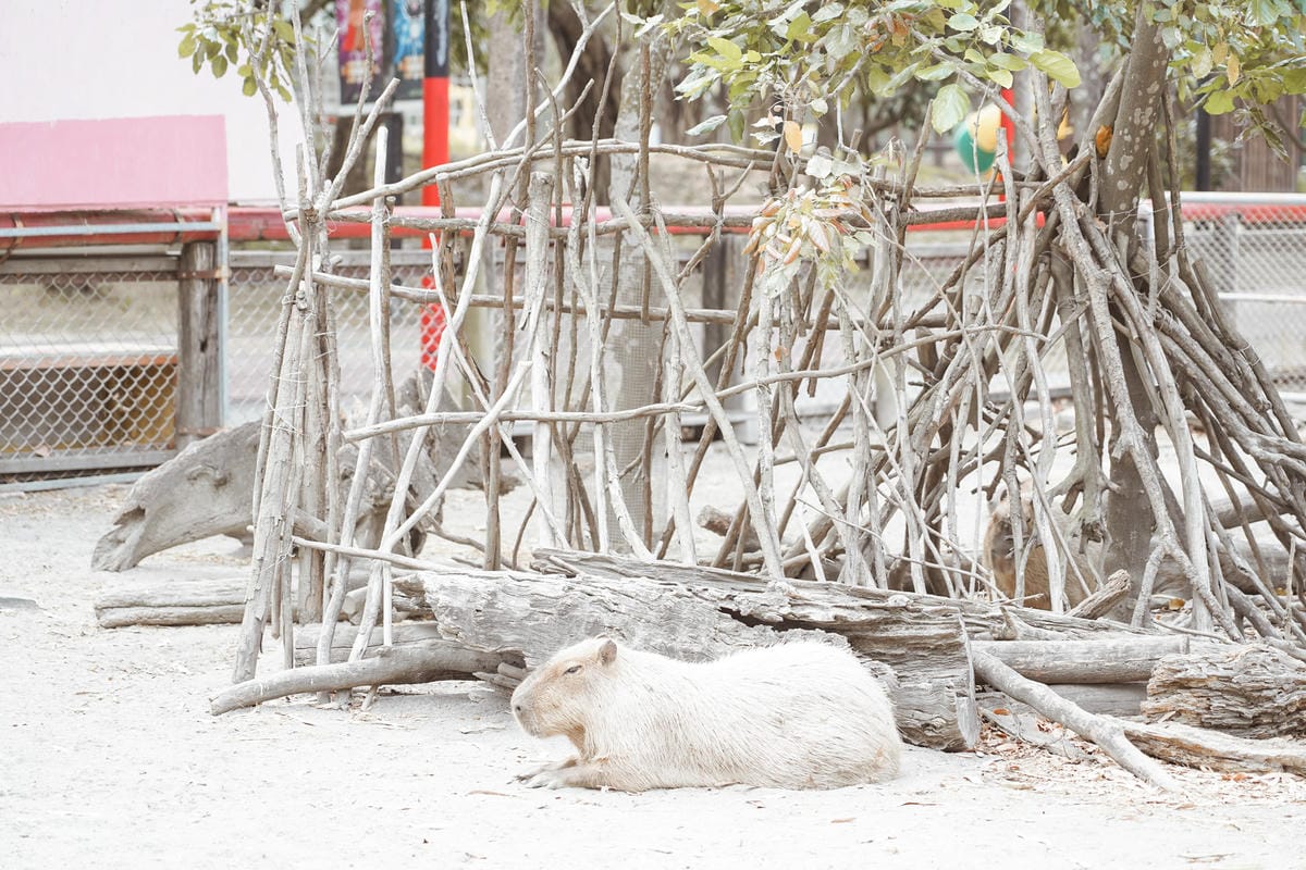 親子住宿推薦 南科贊美酒店 一泊二食烘窯釣魚好好玩 親子旅宿南部住宿推薦 近頑皮世界動物園108.jpg 親子住宿推薦 南科贊美酒店 一泊二食烘窯釣魚好好玩 親子旅宿南部住宿推薦 近頑皮世界動物園108.jpg