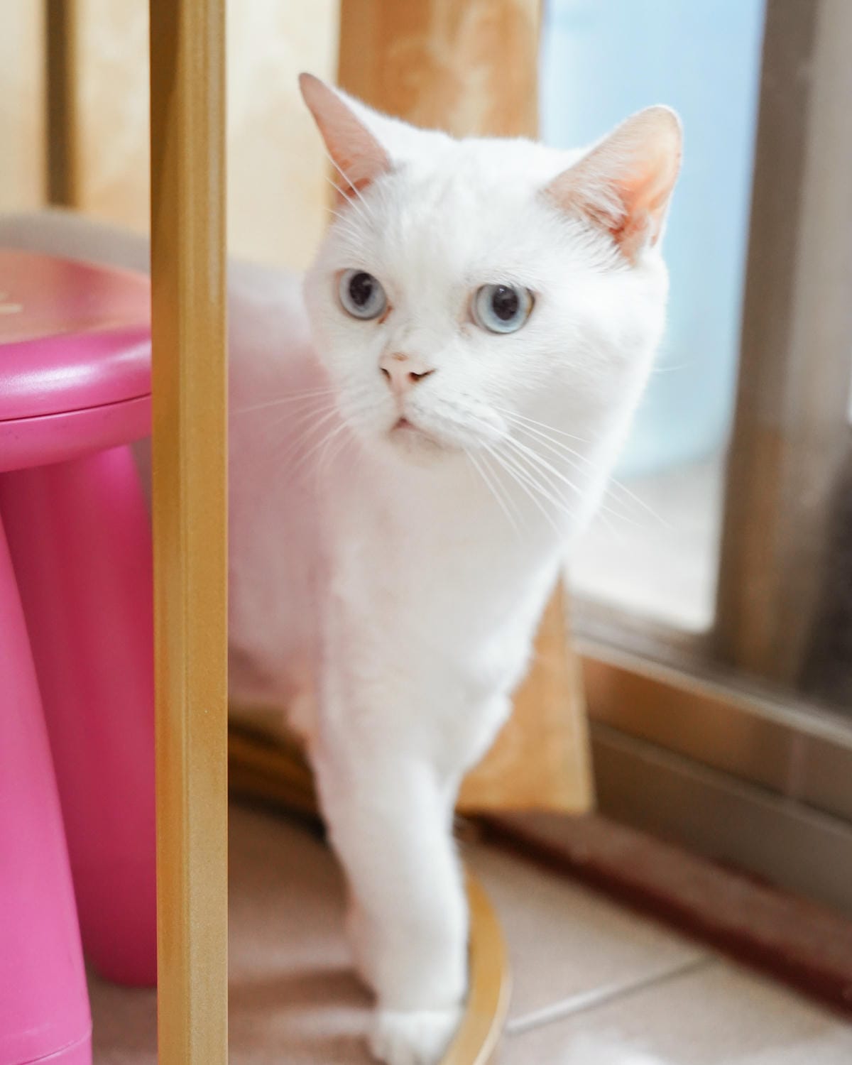高CP值貓咪飼料推薦 優格寵物食譜 給貓咪高肉量配方 三種肉四種肉好評開箱6A.jpg 高CP值貓咪飼料推薦 優格寵物食譜 給貓咪高肉量配方 三種肉四種肉好評開箱6A.jpg