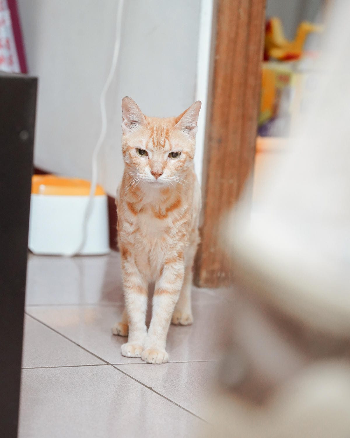 高CP值貓咪飼料推薦 優格寵物食譜 給貓咪高肉量配方 三種肉四種肉好評開箱29.jpg 高CP值貓咪飼料推薦 優格寵物食譜 給貓咪高肉量配方 三種肉四種肉好評開箱29.jpg