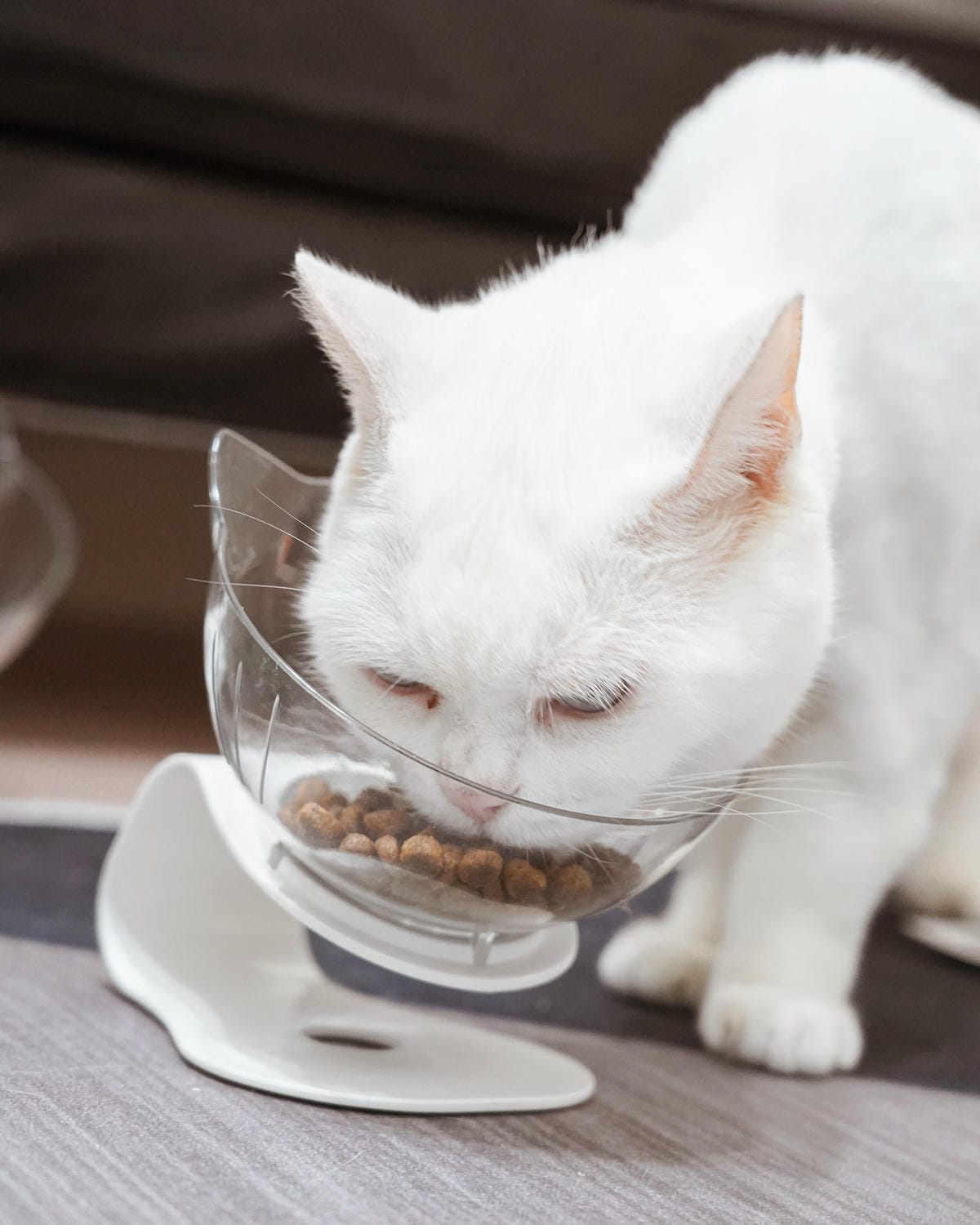 高CP值貓咪飼料推薦 優格寵物食譜 給貓咪高肉量配方 三種肉四種肉好評開箱13.jpg 高CP值貓咪飼料推薦 優格寵物食譜 給貓咪高肉量配方 三種肉四種肉好評開箱13.jpg
