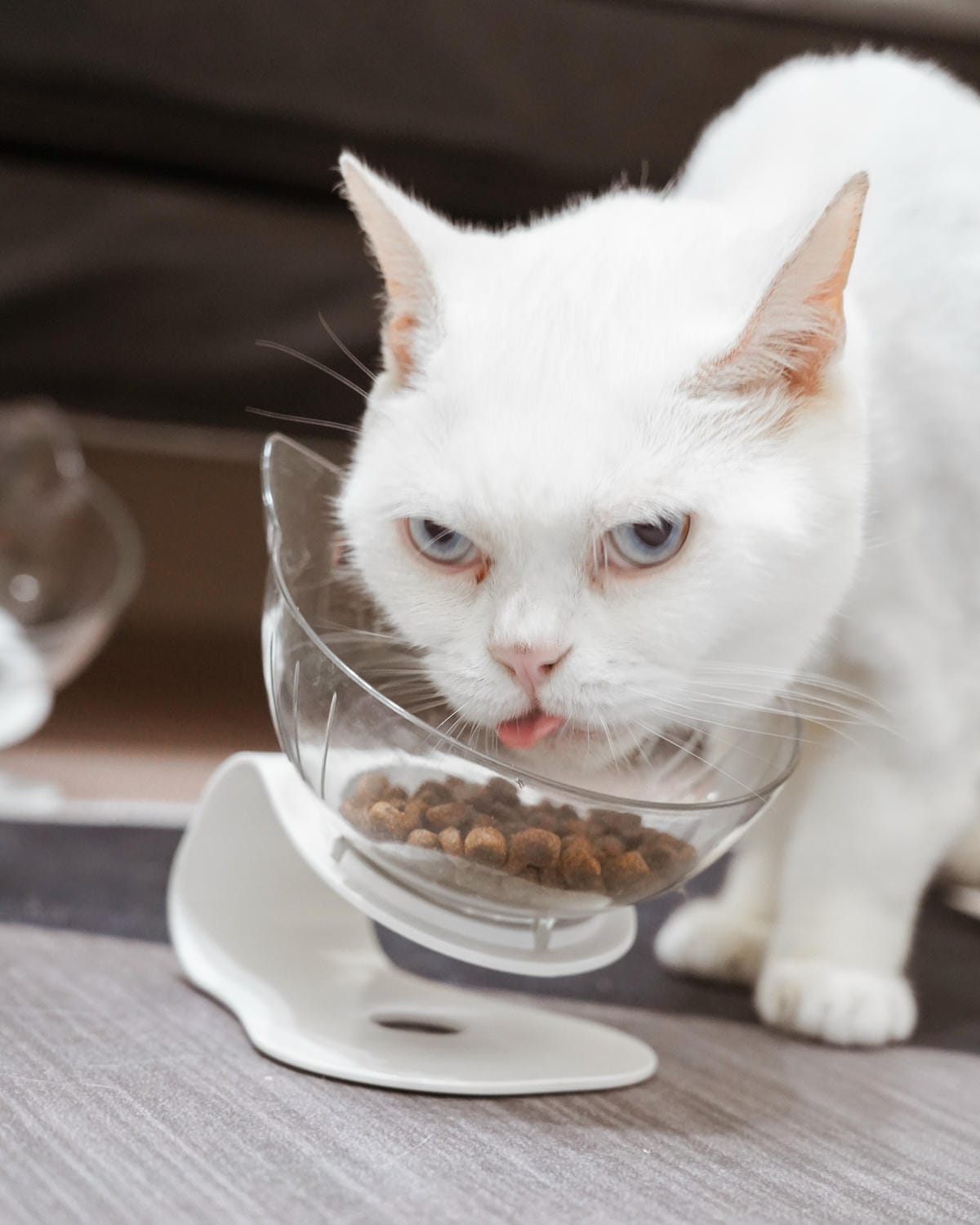 高CP值貓咪飼料推薦 優格寵物食譜 給貓咪高肉量配方 三種肉四種肉好評開箱14.jpg 高CP值貓咪飼料推薦 優格寵物食譜 給貓咪高肉量配方 三種肉四種肉好評開箱14.jpg