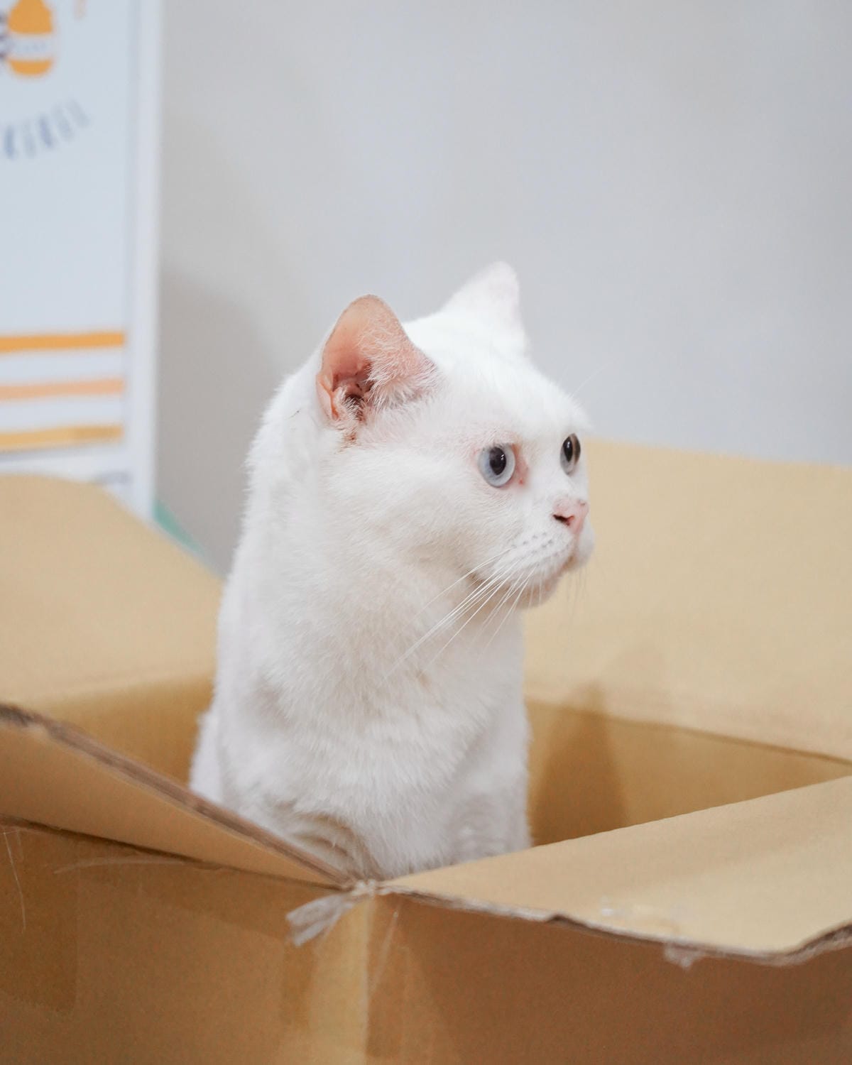 高CP值貓咪飼料推薦 優格寵物食譜 給貓咪高肉量配方 三種肉四種肉好評開箱1A.jpg 高CP值貓咪飼料推薦 優格寵物食譜 給貓咪高肉量配方 三種肉四種肉好評開箱1A.jpg