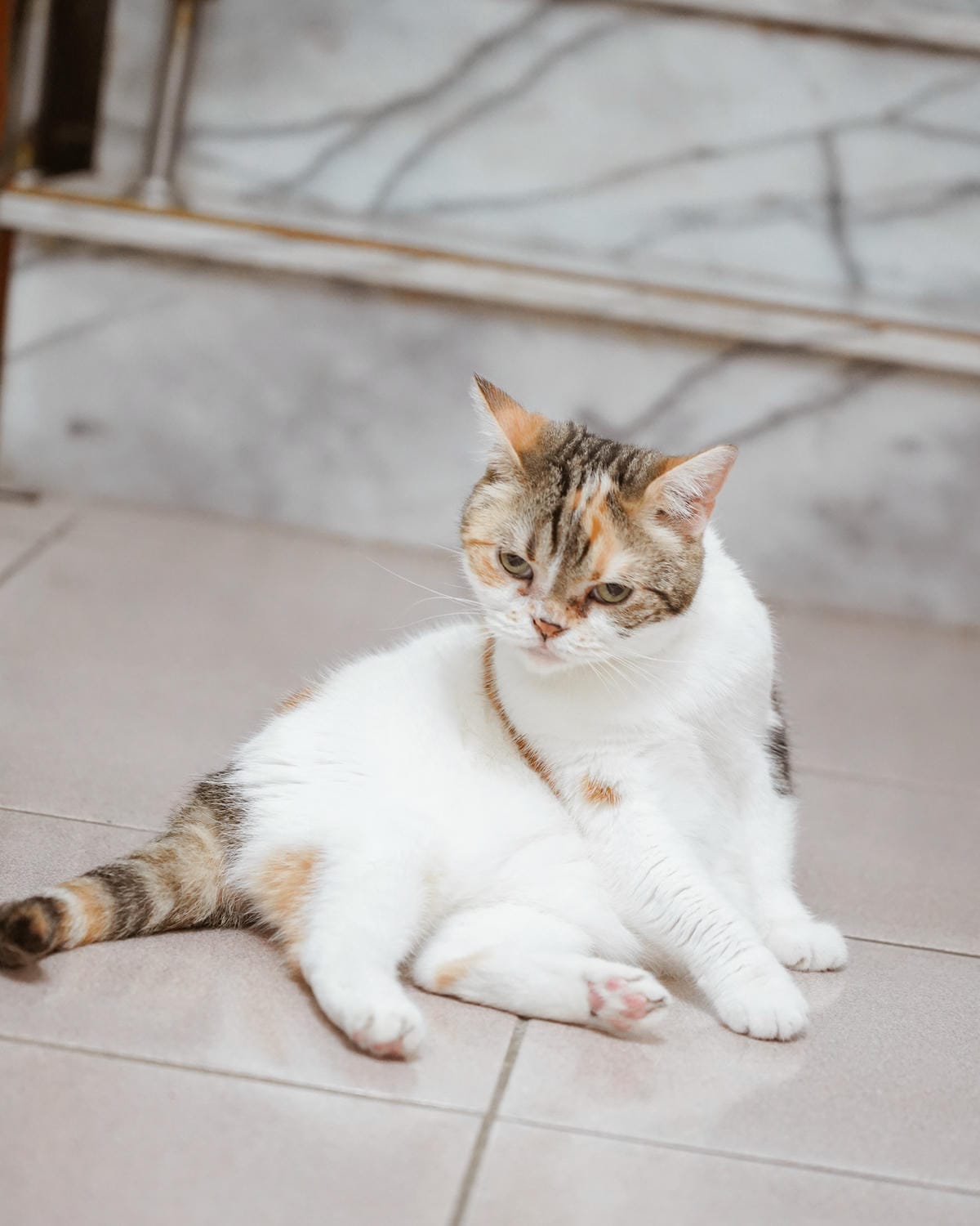 高CP值貓咪飼料推薦 優格寵物食譜 給貓咪高肉量配方 三種肉四種肉好評開箱27.jpg 高CP值貓咪飼料推薦 優格寵物食譜 給貓咪高肉量配方 三種肉四種肉好評開箱27.jpg