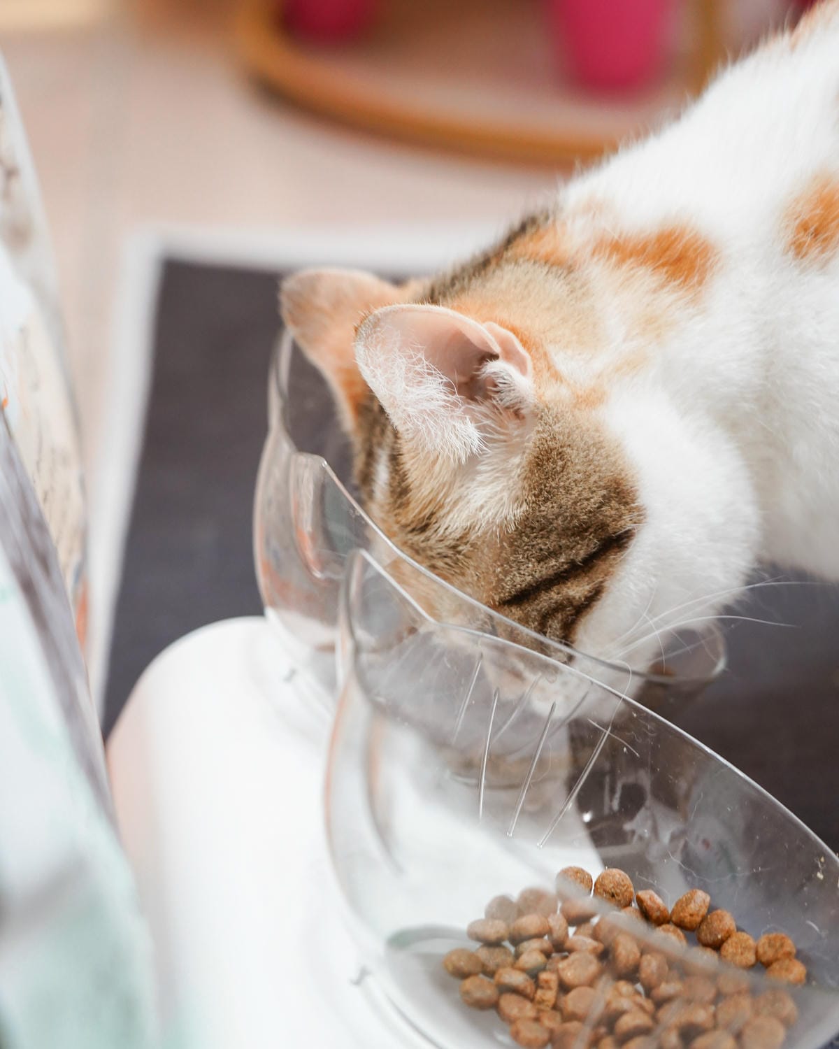 高CP值貓咪飼料推薦 優格寵物食譜 給貓咪高肉量配方 三種肉四種肉好評開箱25.jpg 高CP值貓咪飼料推薦 優格寵物食譜 給貓咪高肉量配方 三種肉四種肉好評開箱25.jpg