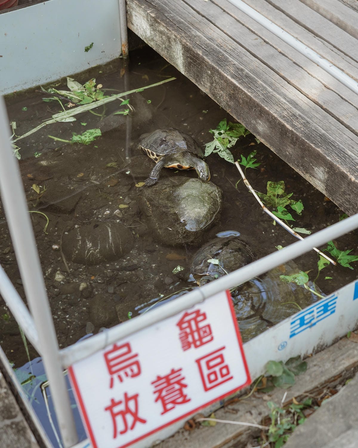 屏東親子行程｜2022青農領航 十大食農體驗經典路線 萬丹777 一騎遊竹林 體驗不一樣的萬丹一日遊58.jpg