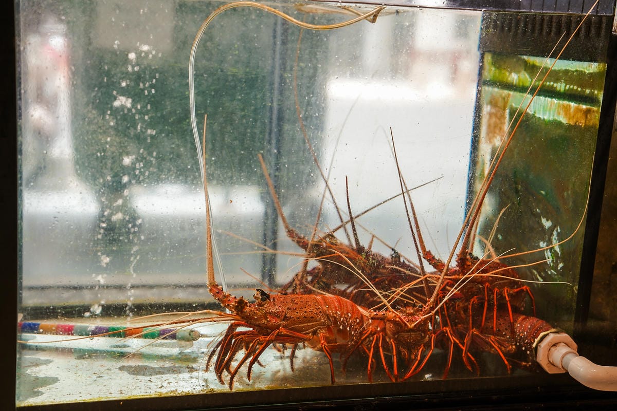 台南東區火鍋|花花世界鍋物 一蝦一世界 孤高的神級殿堂A5和牛個人套餐必點 母親節餐廳推薦9D.jpg 台南東區火鍋|花花世界鍋物 一蝦一世界 孤高的神級殿堂A5和牛個人套餐必點 母親節餐廳推薦9D.jpg