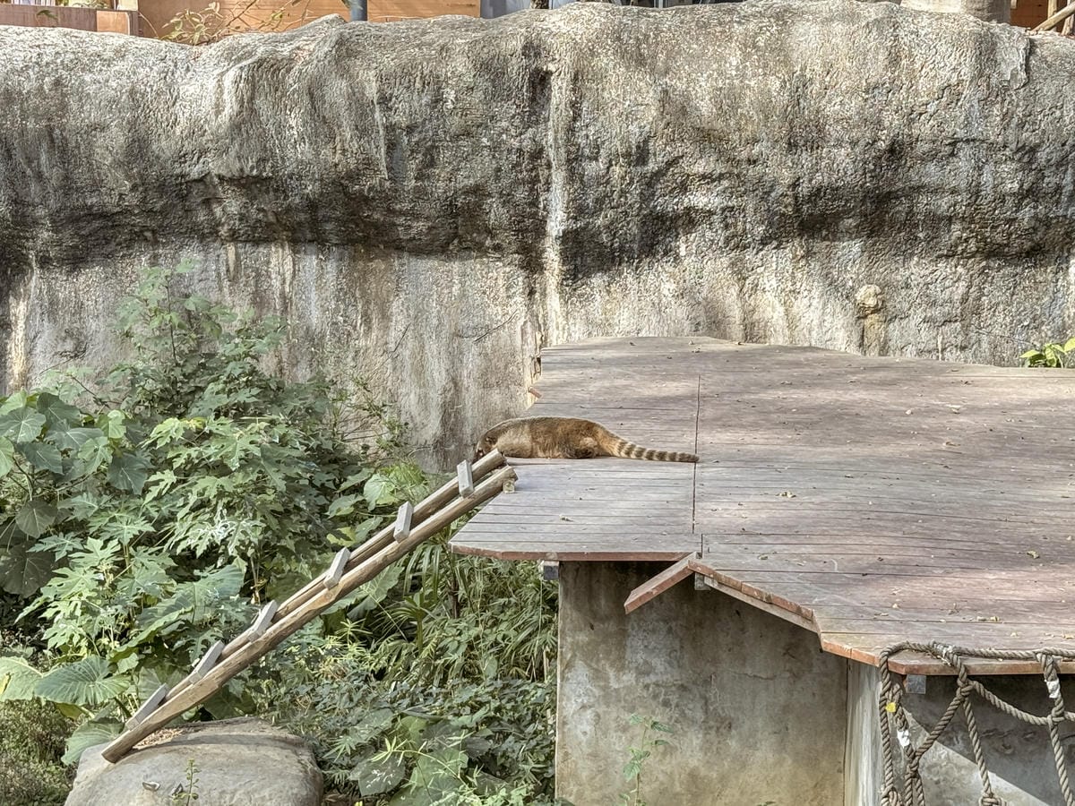 壽山動物園冒險去吧!全新壽山AR尋寶Go 解謎挑戰認識動物多更多34.jpg 壽山動物園冒險去吧!全新壽山AR尋寶Go 解謎挑戰認識動物多更多34.jpg