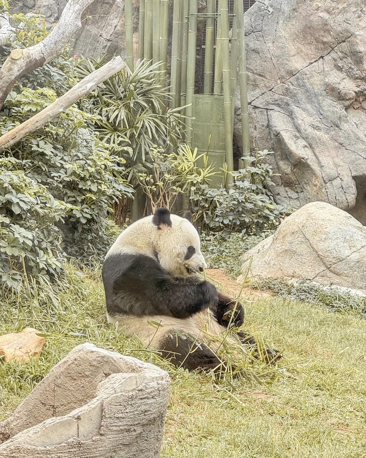 香港海洋公園親子路線攻略2024 小小孩也適合 玩一整天值回票價17.jpg