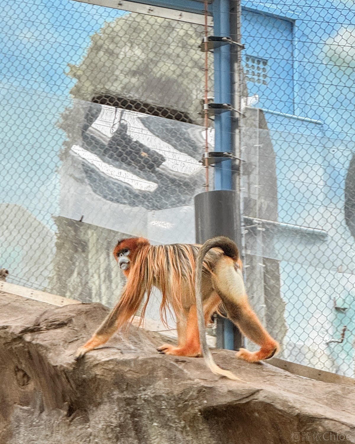 香港海洋公園親子路線攻略2024 小小孩也適合 玩一整天值回票價23.jpg