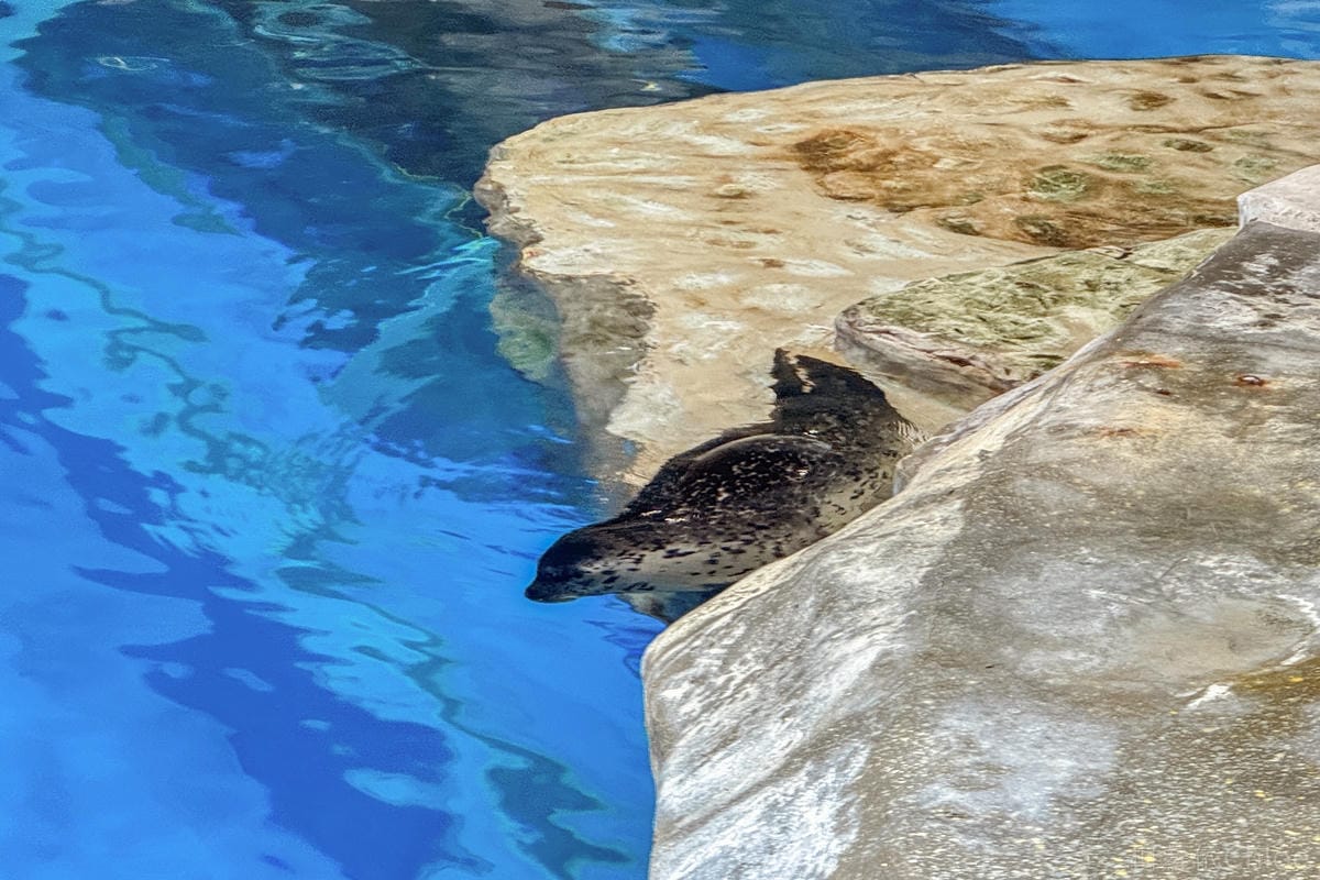 香港海洋公園親子路線攻略2024 小小孩也適合 玩一整天值回票價40.jpg