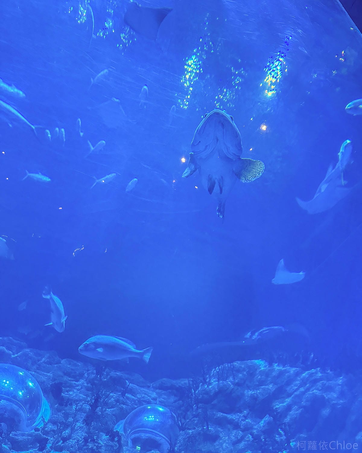 香港海洋公園親子路線攻略2024 小小孩也適合 玩一整天值回票價13.jpg