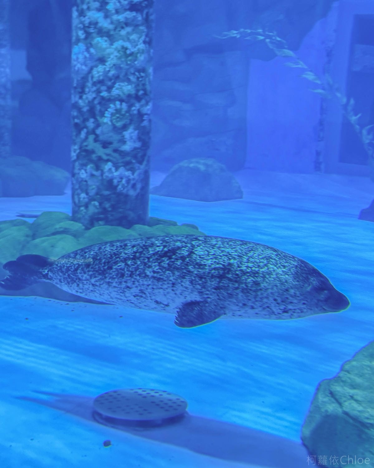 香港海洋公園親子路線攻略2024 小小孩也適合 玩一整天值回票價43.jpg