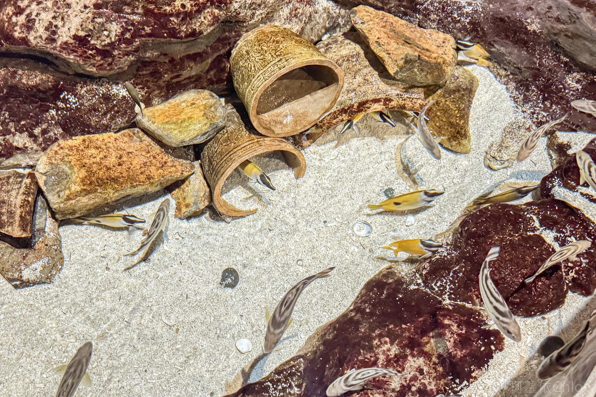 香港海洋公園親子路線攻略2024 小小孩也適合 玩一整天值回票價9.jpg