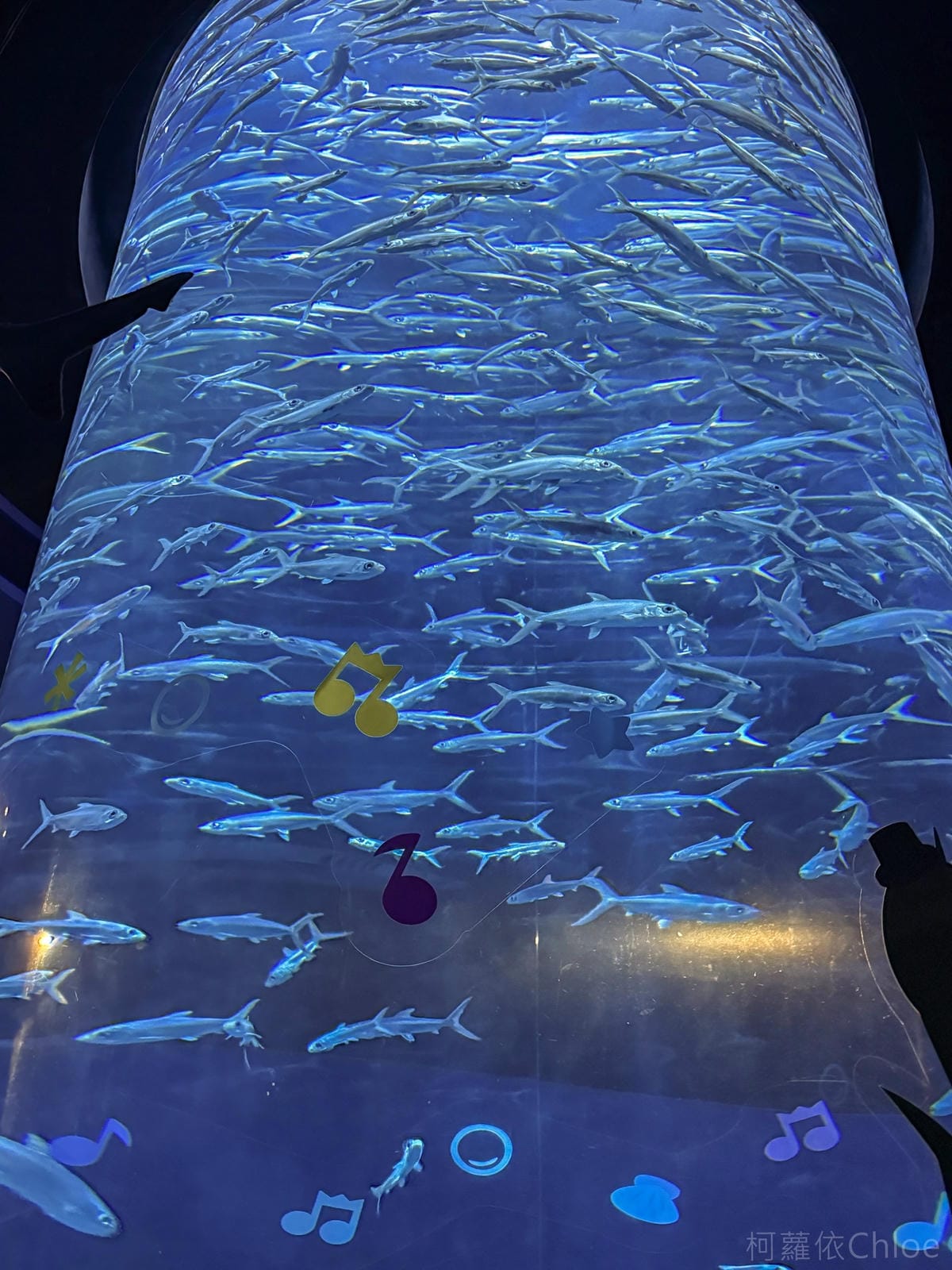 香港海洋公園親子路線攻略2024 小小孩也適合 玩一整天值回票價10.jpg