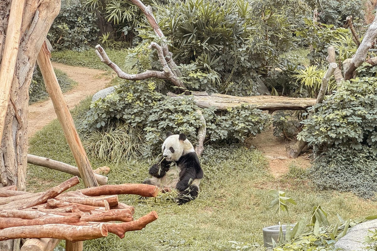 香港海洋公園親子路線攻略2024 小小孩也適合 玩一整天值回票價18.jpg