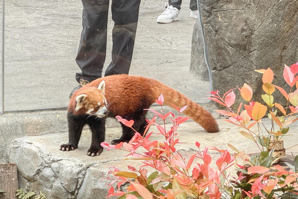 香港海洋公園親子路線攻略2024 小小孩也適合 玩一整天值回票價21.jpg