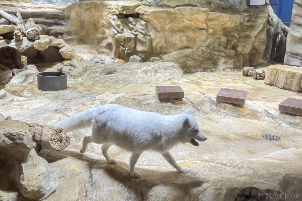 香港海洋公園親子路線攻略2024 小小孩也適合 玩一整天值回票價38.jpg