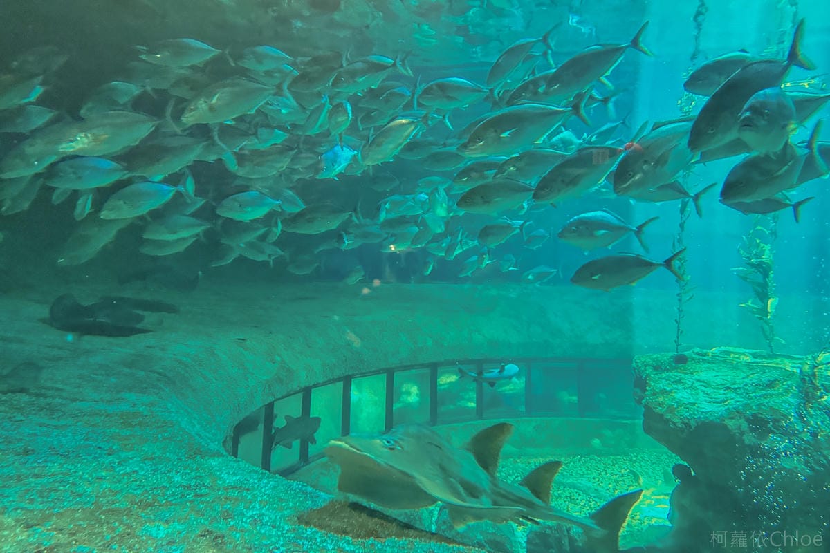 香港海洋公園親子路線攻略2024 小小孩也適合 玩一整天值回票價47.jpg