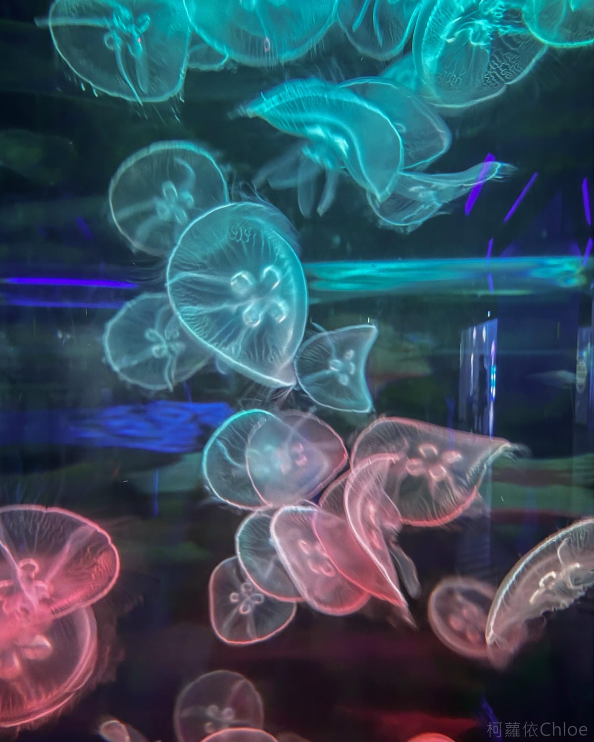 香港海洋公園親子路線攻略2024 小小孩也適合 玩一整天值回票價54.jpg