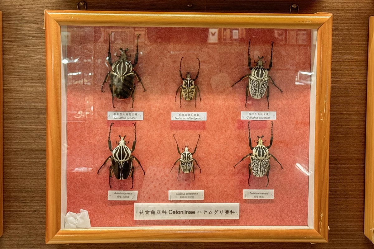 嘉義室內親子景點 嘉大昆蟲館 各式昆蟲標本 溫室蝴蝶園打卡必拍19S.jpg 嘉義室內親子景點 嘉大昆蟲館 各式昆蟲標本 溫室蝴蝶園打卡必拍19S.jpg