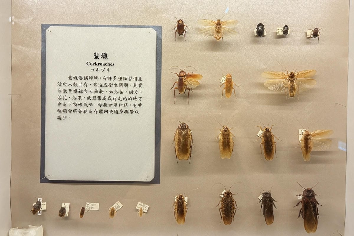 嘉義室內親子景點 嘉大昆蟲館 各式昆蟲標本 溫室蝴蝶園打卡必拍22.jpg 嘉義室內親子景點 嘉大昆蟲館 各式昆蟲標本 溫室蝴蝶園打卡必拍22.jpg