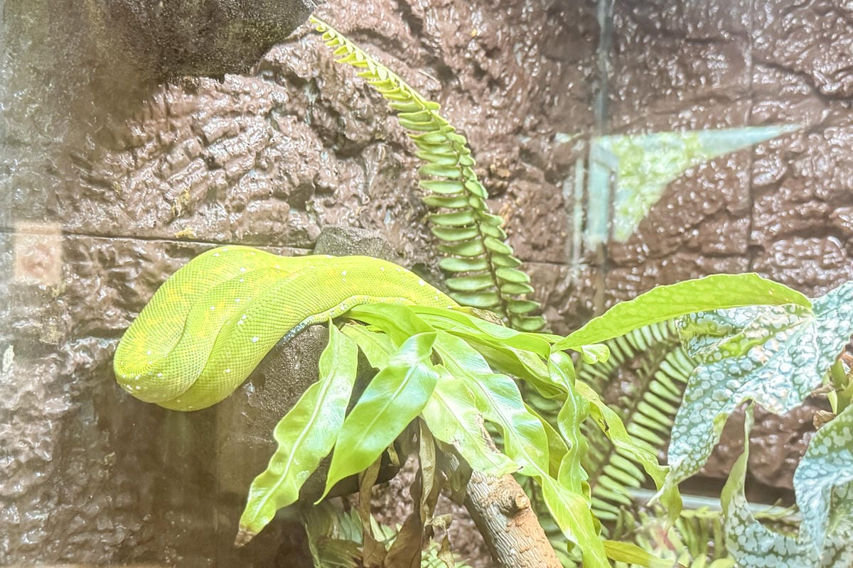 嘉義室內親子景點 嘉大昆蟲館 各式昆蟲標本 溫室蝴蝶園打卡必拍25A.jpg 嘉義室內親子景點 嘉大昆蟲館 各式昆蟲標本 溫室蝴蝶園打卡必拍25A.jpg