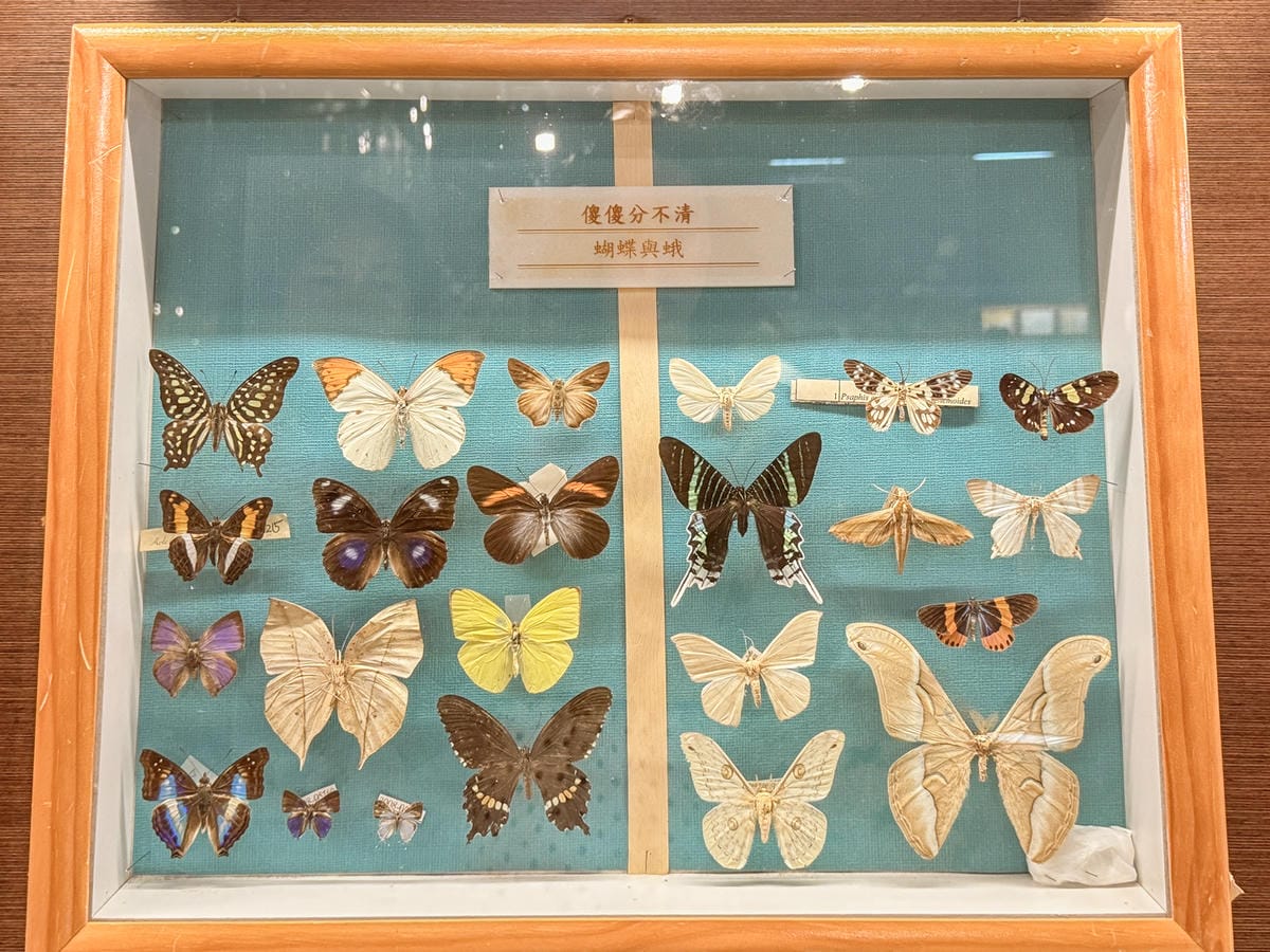 嘉義室內親子景點 嘉大昆蟲館 各式昆蟲標本 溫室蝴蝶園打卡必拍13.jpg 嘉義室內親子景點 嘉大昆蟲館 各式昆蟲標本 溫室蝴蝶園打卡必拍13.jpg