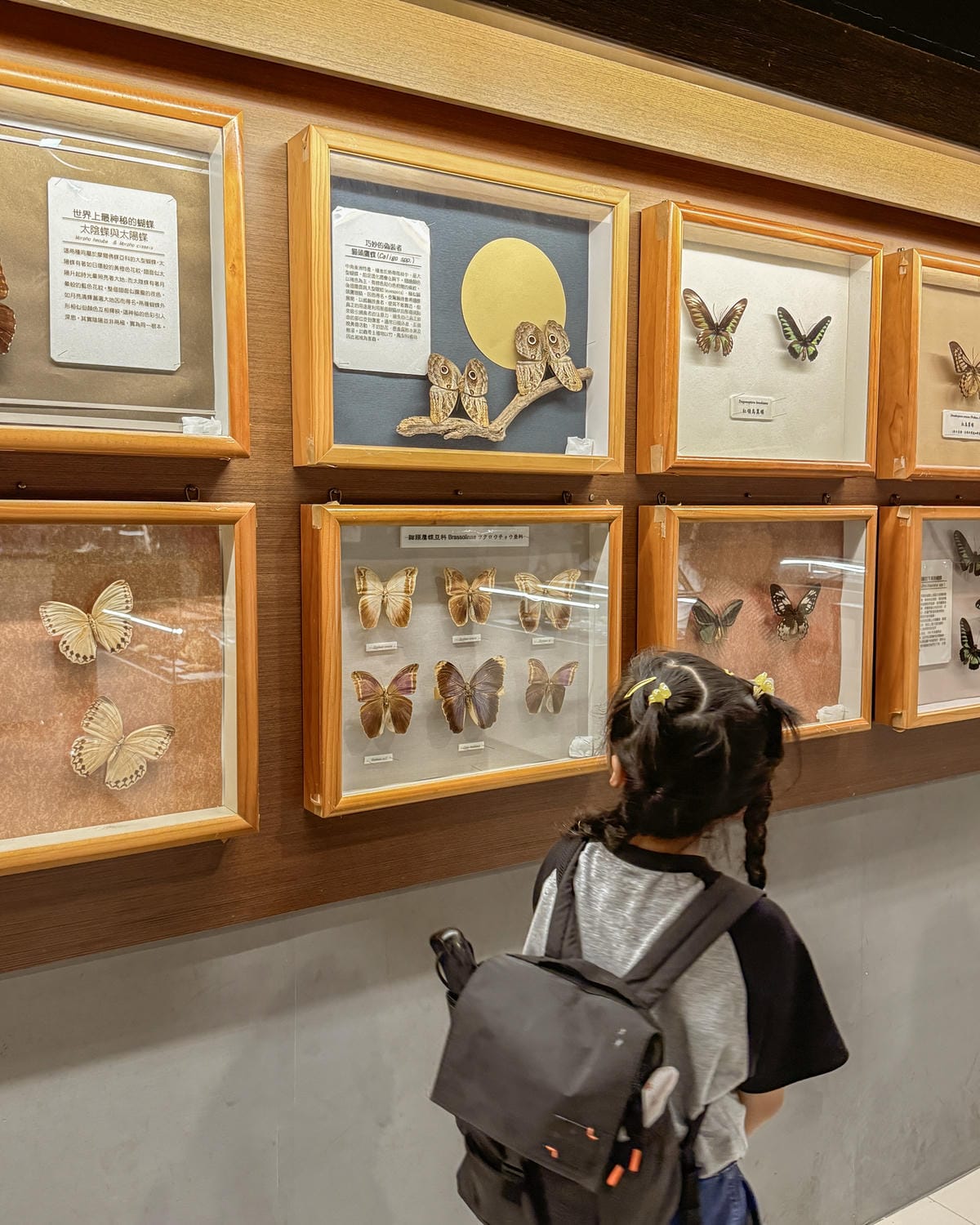 嘉義室內親子景點 嘉大昆蟲館 各式昆蟲標本 溫室蝴蝶園打卡必拍18.jpg 嘉義室內親子景點 嘉大昆蟲館 各式昆蟲標本 溫室蝴蝶園打卡必拍18.jpg