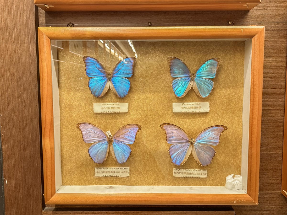 嘉義室內親子景點 嘉大昆蟲館 各式昆蟲標本 溫室蝴蝶園打卡必拍19.jpg 嘉義室內親子景點 嘉大昆蟲館 各式昆蟲標本 溫室蝴蝶園打卡必拍19.jpg