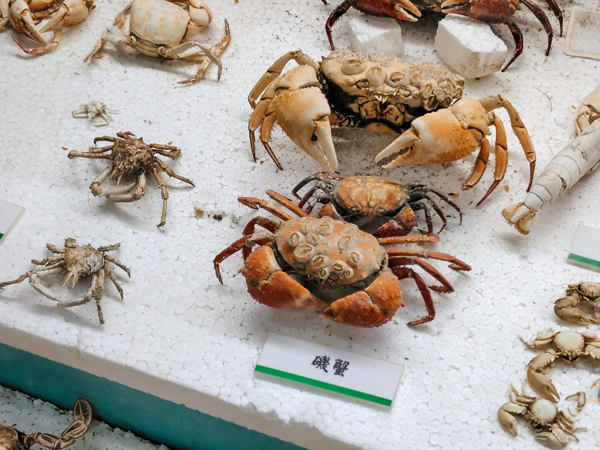 輕手機推薦SHARP AQUOS sense8開箱分享 自拍隨意點 防水防摔 日常拍美照不失手31.jpg 輕手機推薦SHARP AQUOS sense8開箱分享 自拍隨意點 防水防摔 日常拍美照不失手31.jpg