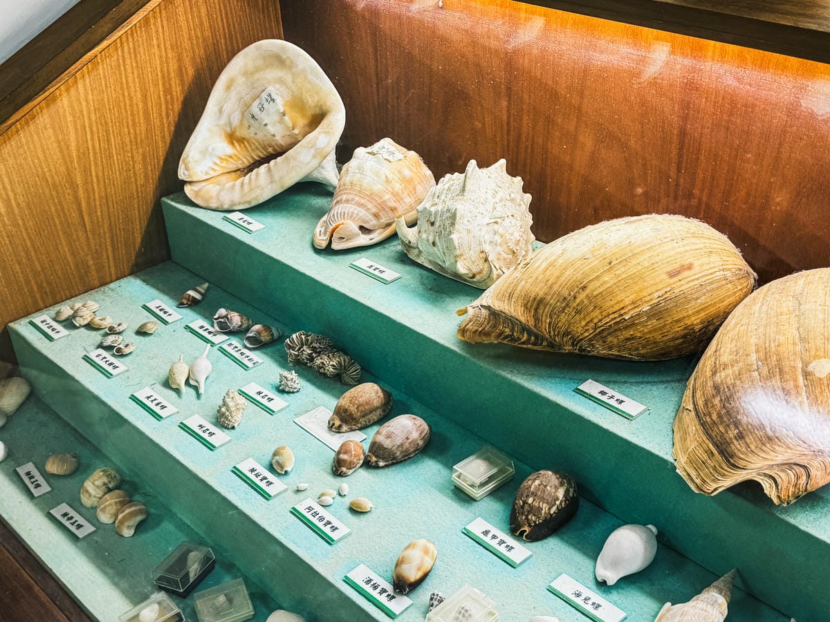 台南景點 綠色隧道 搭乘四草台江觀光船 探索台版亞馬遜河26.jpg