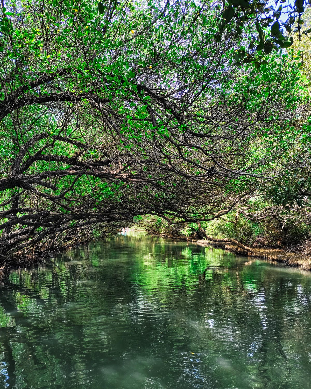 台南景點 綠色隧道 搭乘四草台江觀光船 探索台版亞馬遜河12.jpg