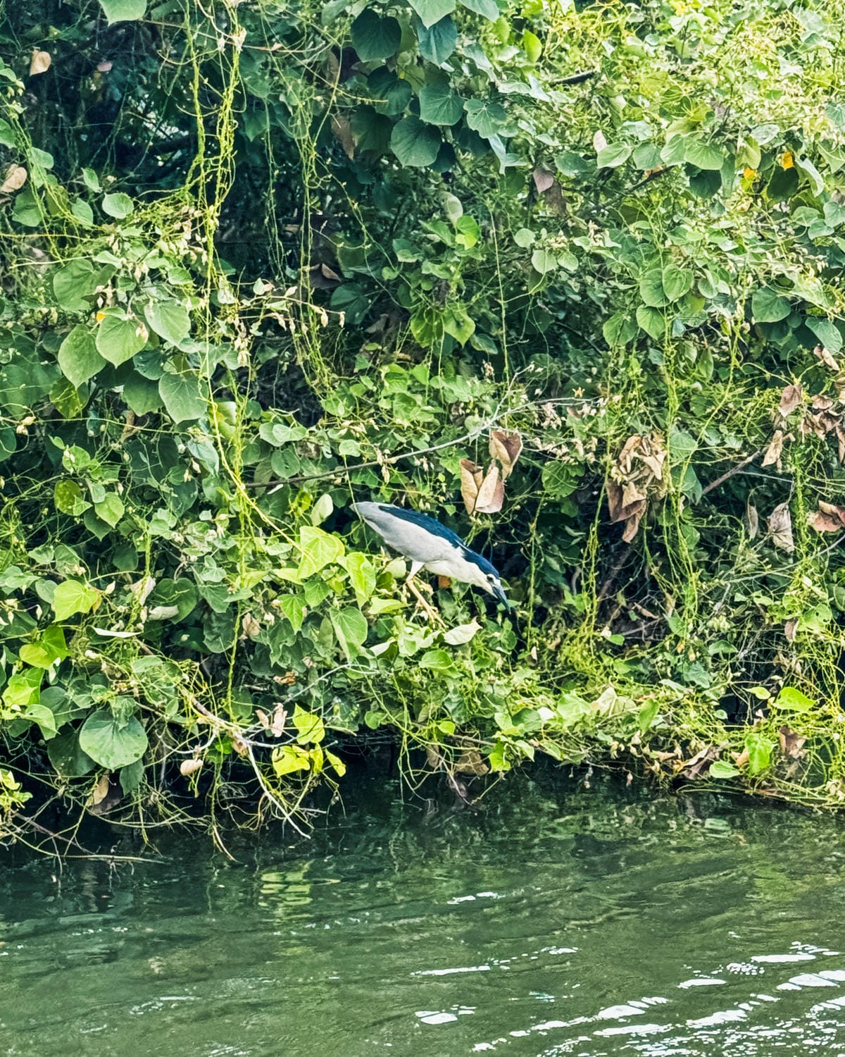 台南景點 綠色隧道 搭乘四草台江觀光船 探索台版亞馬遜河23.jpg