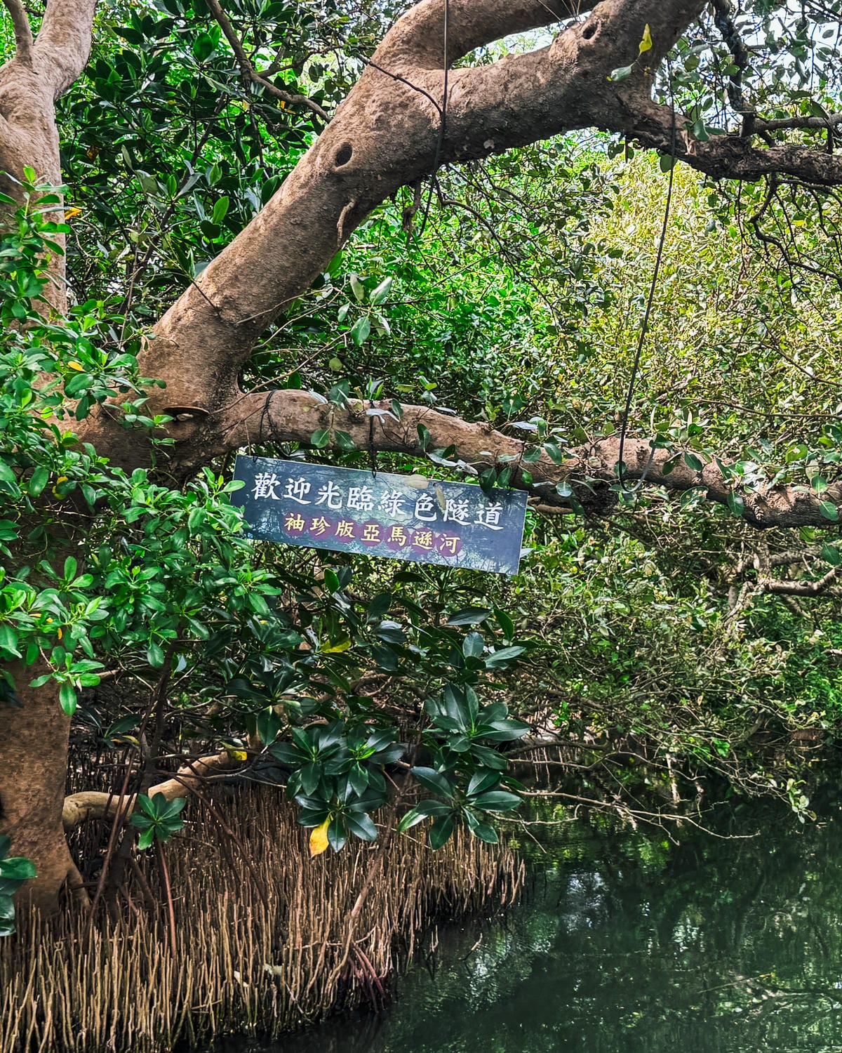 台南景點 綠色隧道 搭乘四草台江觀光船 探索台版亞馬遜河9.jpg