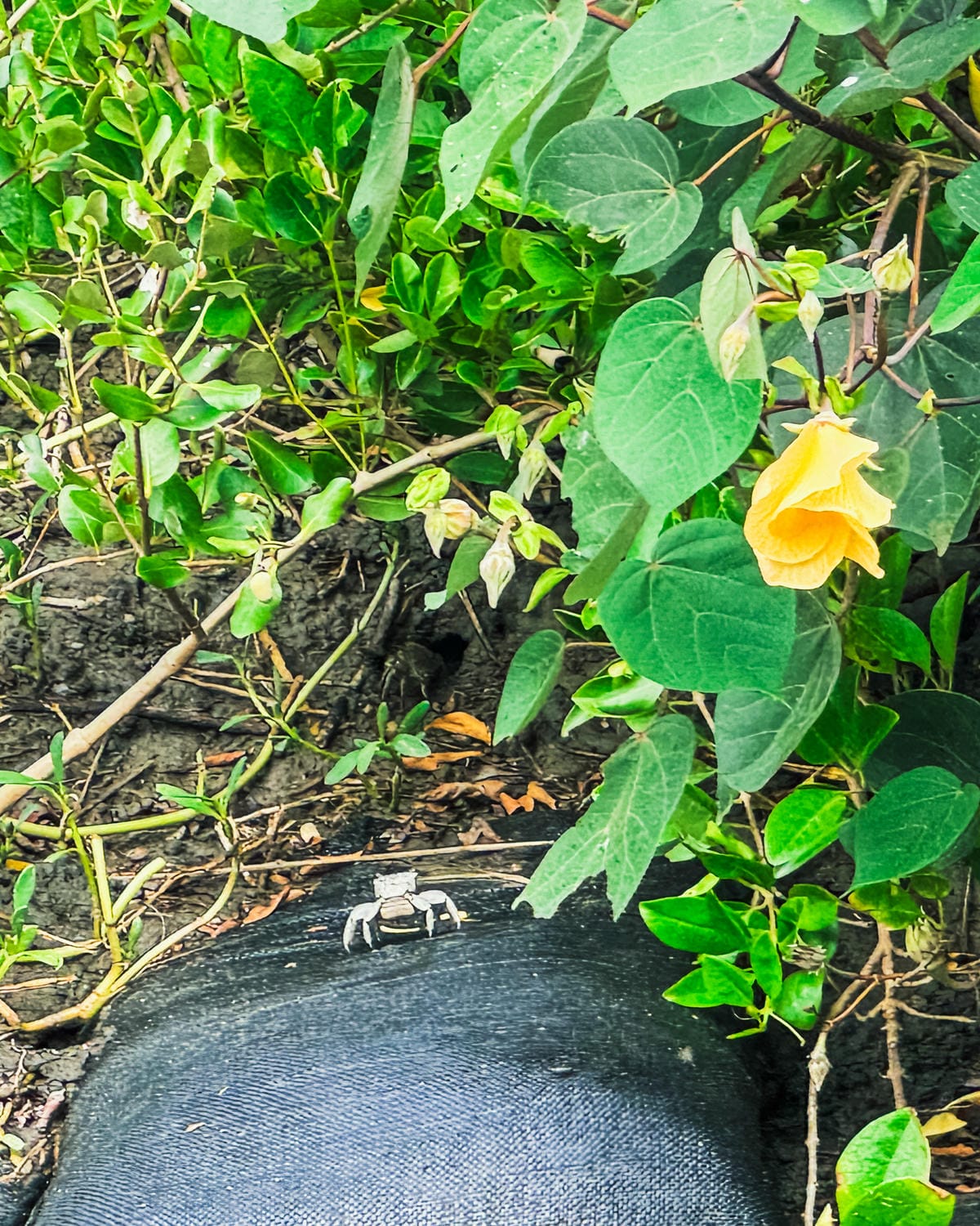 台南景點 綠色隧道 搭乘四草台江觀光船 探索台版亞馬遜河18.jpg