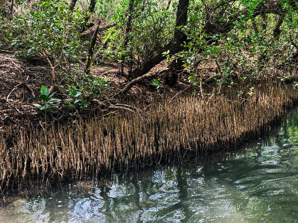 台南景點 綠色隧道 搭乘四草台江觀光船 探索台版亞馬遜河13.jpg