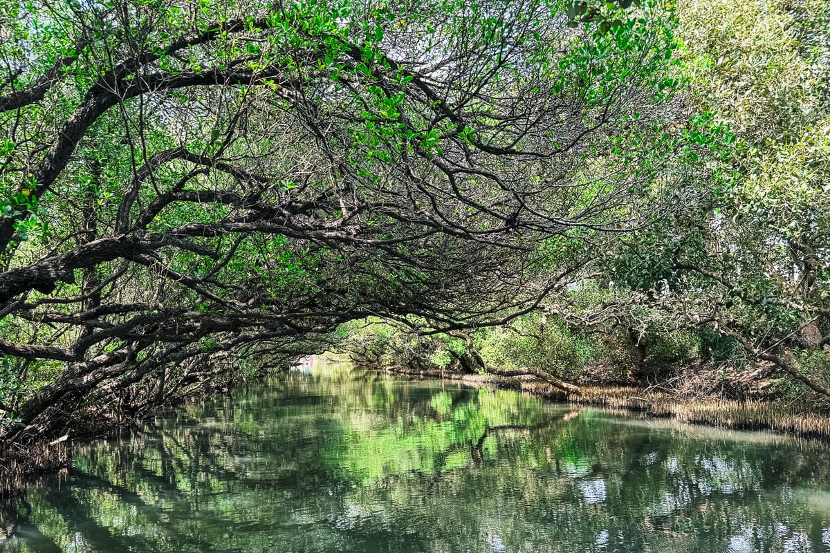 台南景點 綠色隧道 搭乘四草台江觀光船 探索台版亞馬遜河1.jpg