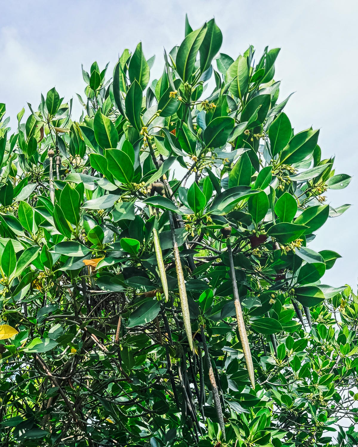 台南景點 綠色隧道 搭乘四草台江觀光船 探索台版亞馬遜河17.jpg