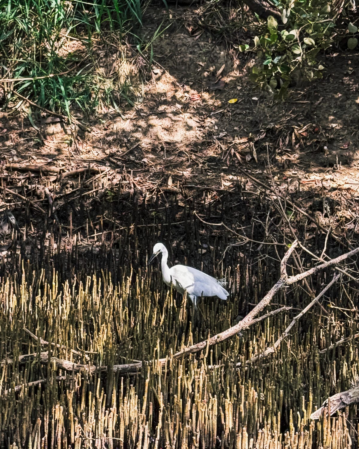 台南景點 綠色隧道 搭乘四草台江觀光船 探索台版亞馬遜河14.jpg